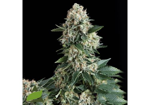 Pyramid Seeds AUTO New York City