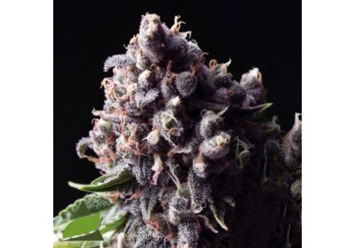Pyramid Seeds AUTO Purple