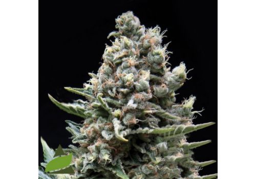 Pyramid Seeds Nefertiti