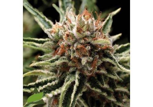 Pyramid Seeds Tiburon (Shark)
