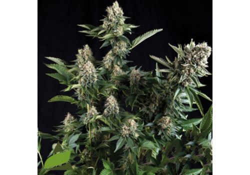 Pyramid Seeds White Widow