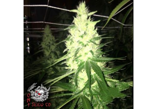 Oni Seed Co Strawpicanna
