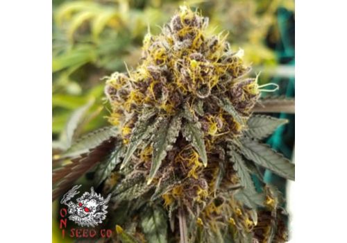 Oni Seed Co Tropicanna Cookies F2