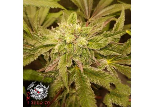Oni Seed Co Tropicanna Punch