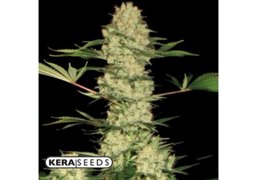 Kera Seeds Bubblegum AUTO