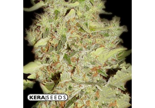 Kera Seeds Bubblegum