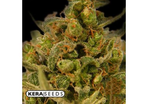 Kera Seeds Medical Skunk