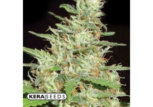 Kera Seeds Top 44