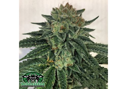 Mosca Seeds Blotto OGK