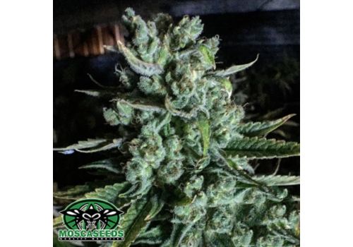 Mosca Seeds Boom Boom