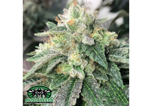 Mosca Seeds Legend OGK