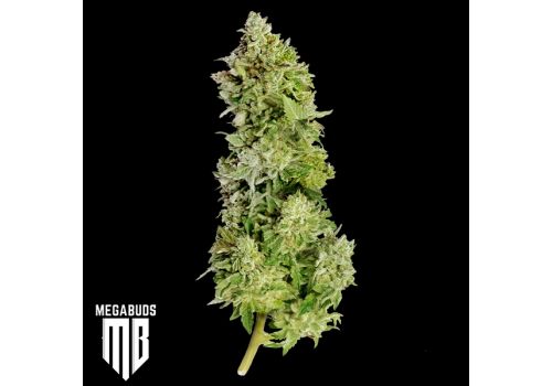 MegaBuds Seeds Beast Mode Auto