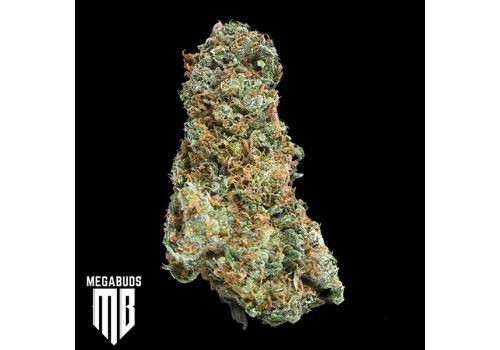 MegaBuds Seeds Big Bruce