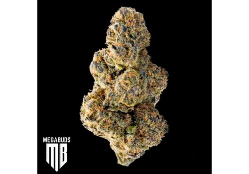 MegaBuds Seeds Colossal Purps