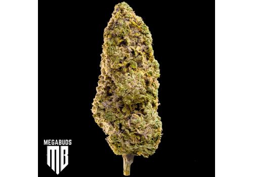 Mega Buds Seeds Fast Master