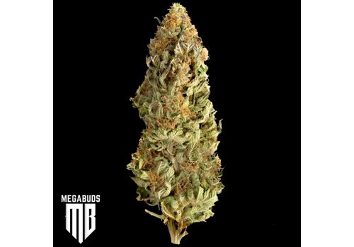 MegaBuds Seeds Mega CBD