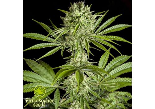 Philosopher Seeds CBD Rich Candy