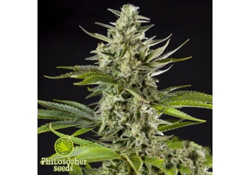 Philosopher Seeds Early Gorilla