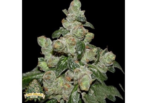 Pot Valley Seeds Dark Energy