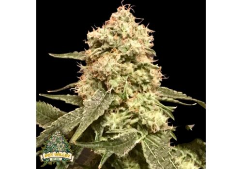 Pot Valley Seeds Frosty Purps
