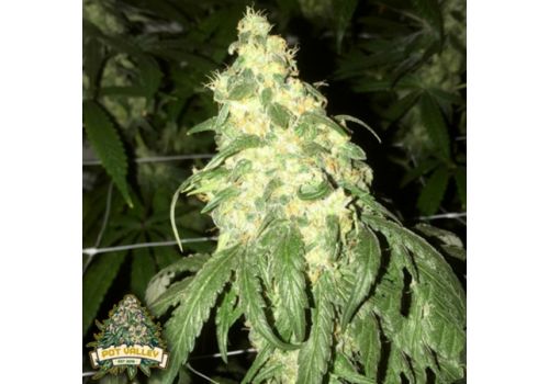 Pot Valley Seeds Golden Monkey