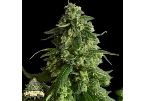 Pot Valley Seeds King's Fudge