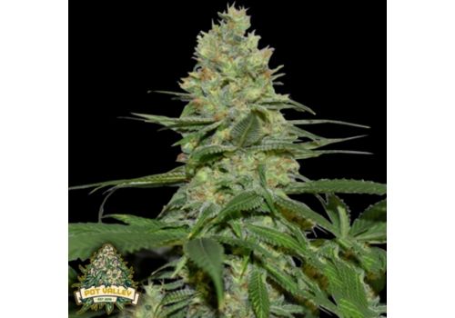 Pot Valley Seeds Masters 'N Crime