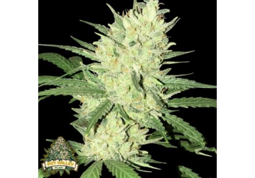 Pot Valley Seeds Orange Snap