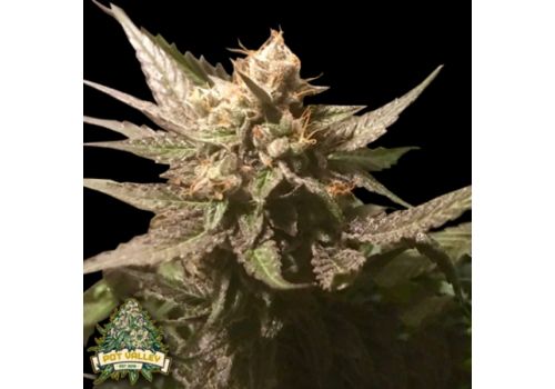 Pot Valley Seeds Sour Moonfire