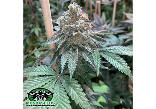 Mosca Seeds Alien Blackout
