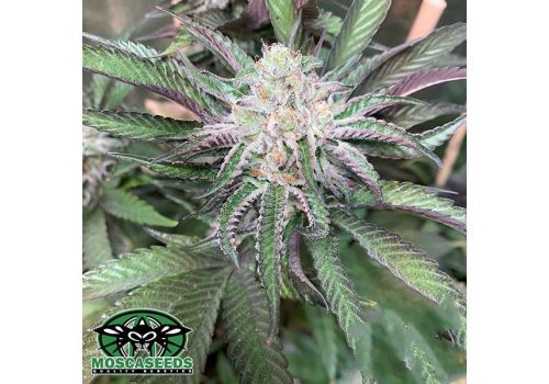 Mosca Seeds Alien Wedding