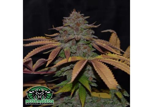 Mosca Seeds Cherry Razz