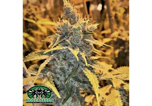Mosca Seeds Cherry White