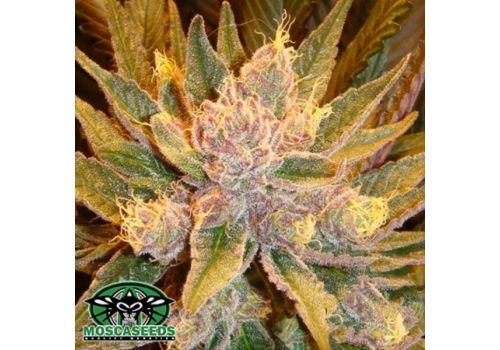 Mosca Seeds Diesel Moonshine