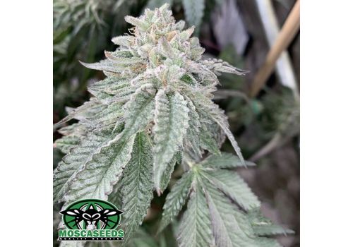 Mosca Seeds Fire Cake