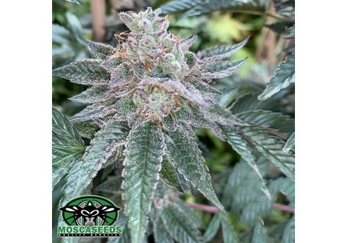 Mosca Seeds Hyper Drive