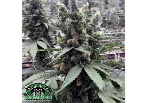 Mosca Seeds Moonshine Cookies