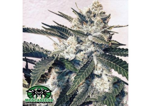 Mosca Seeds Pink Animal Crackers aka PAC