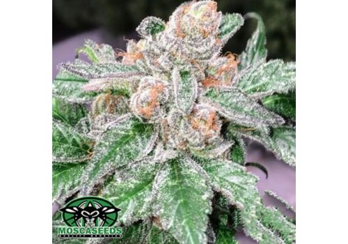 Mosca Seeds Raspberry Moonshine