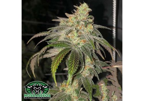 Mosca Seeds Sour Garlic Bud
