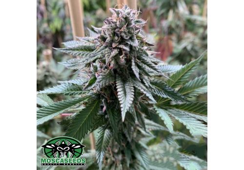 Mosca Seeds Super Petrol