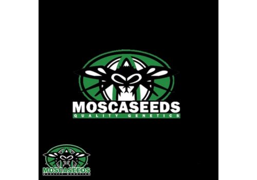 Mosca Seeds Sonic Cherry