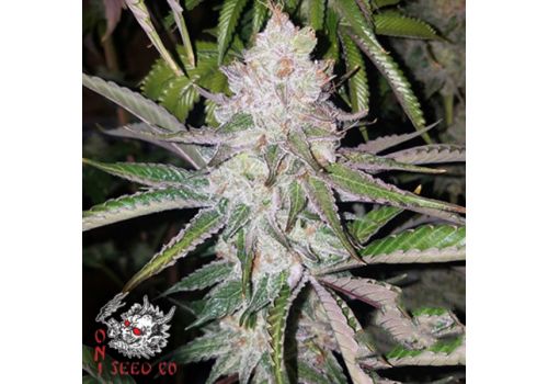Oni Seed Co Poon Tang Pie