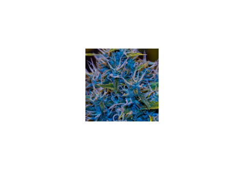 MzJill Genetics G-13 x Jilly Bean