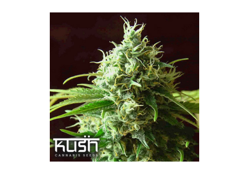 Kush Cannabis Seeds Cheese Kush
