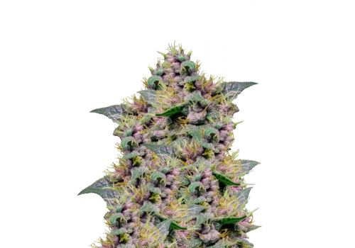 Mephisto Genetics AUTO Blues