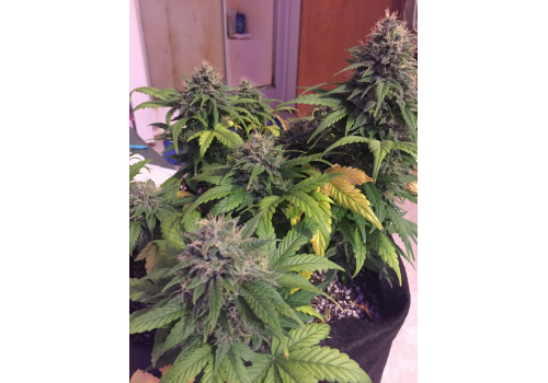 Mephisto Genetics Chem City Blues