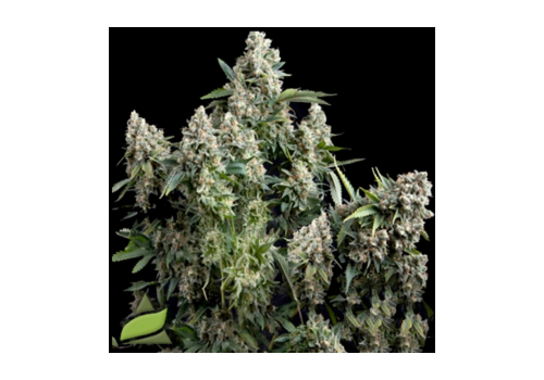 Pyramid Seeds AUTO Tutankhamon