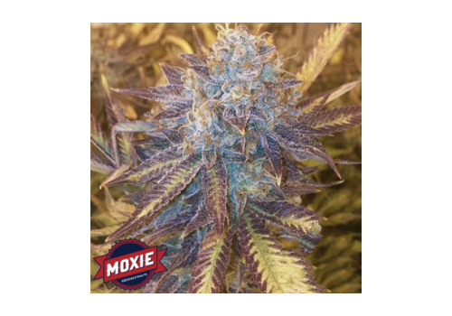 Moxie Seeds Grape Kush