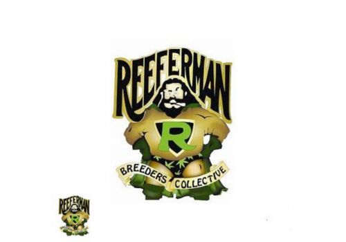 Reeferman Seeds Nepalese Highland